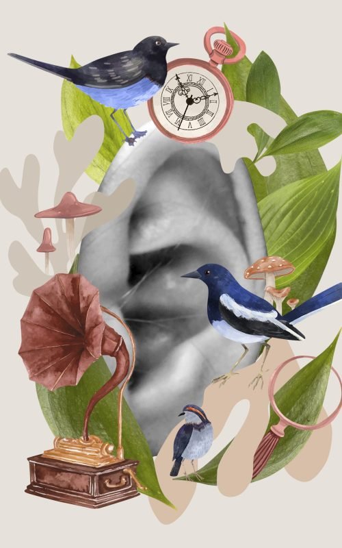 collage-de-pajaros-y-sentido-de-la-vista